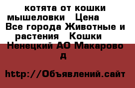 котята от кошки мышеловки › Цена ­ 10 - Все города Животные и растения » Кошки   . Ненецкий АО,Макарово д.